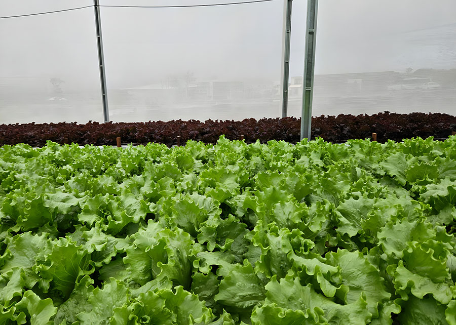 Sistema de reuso aumenta em 61% a eficiência no uso da água na irrigação de hortaliça