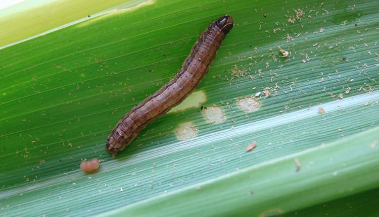 Pesquisa desvenda “diálogo químico” entre o milho e a lagarta-do-cartucho