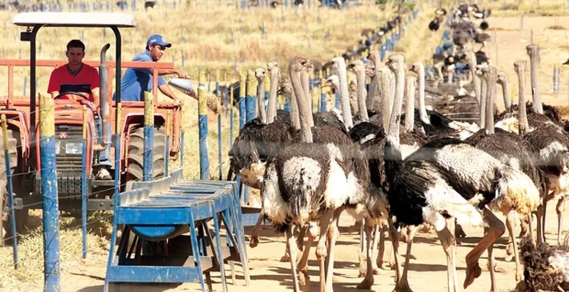 avestruz_wildesbarbosa