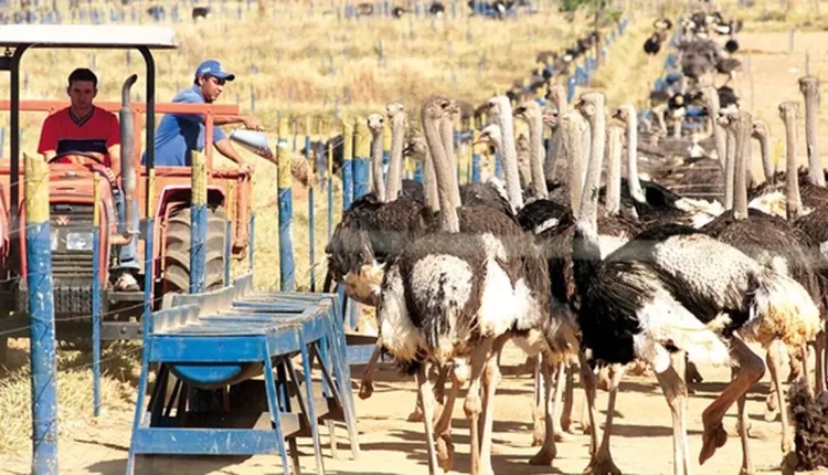 avestruz_wildesbarbosa