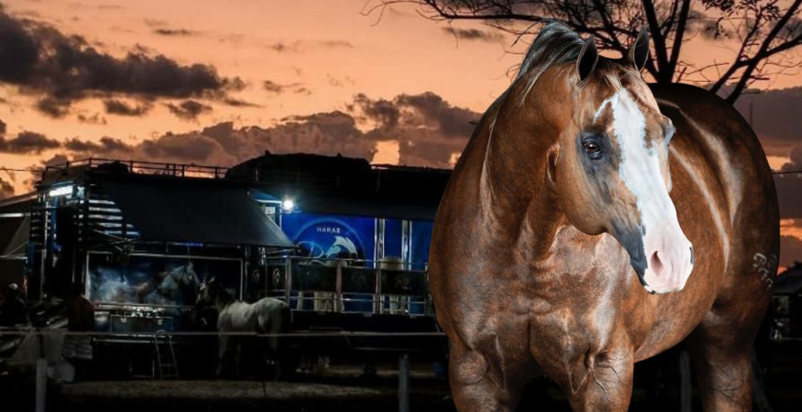 LEILAO NO CAMINHAO HARAS PFF