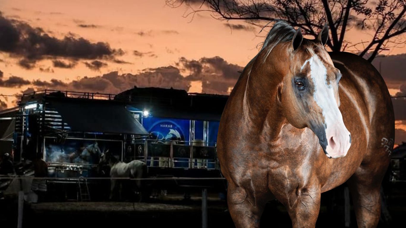 LEILAO NO CAMINHAO HARAS PFF