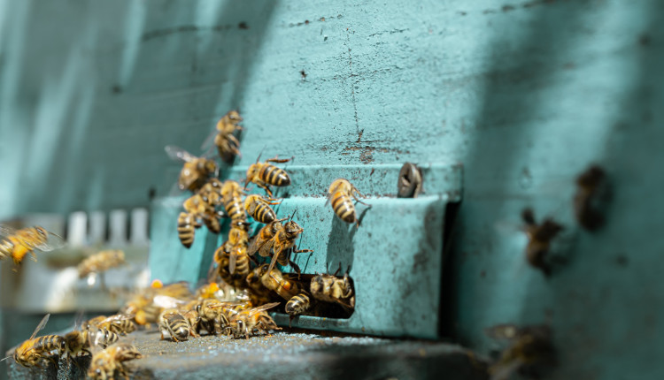 Diálogo e formalização impulsionam o sucesso da apicultura no agronegócio