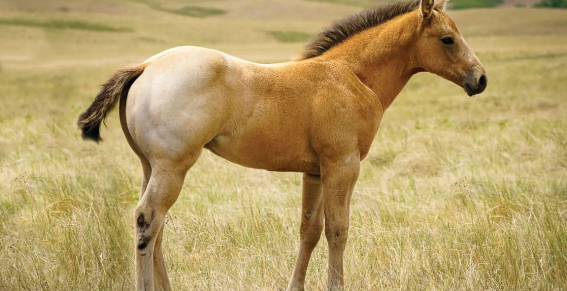 cor da pelagem do cavalo