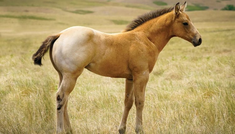 cor da pelagem do cavalo