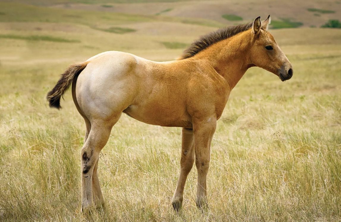 cor da pelagem do cavalo