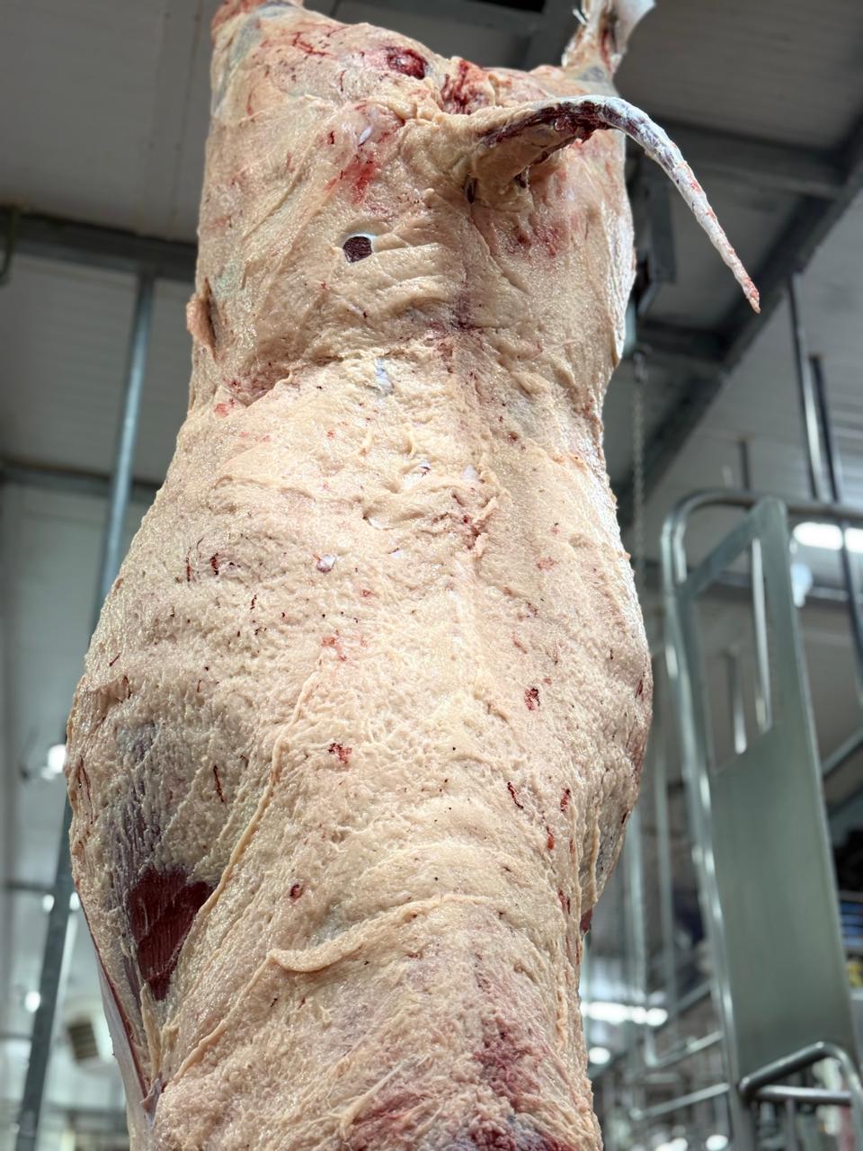 Agropecuária Maragogipe consolida mais de uma década de domínio nos julgamentos de carcaças Angus ao unir genética de excelência, manejo nutricional preciso e disciplina na produção de animais superprecoces.