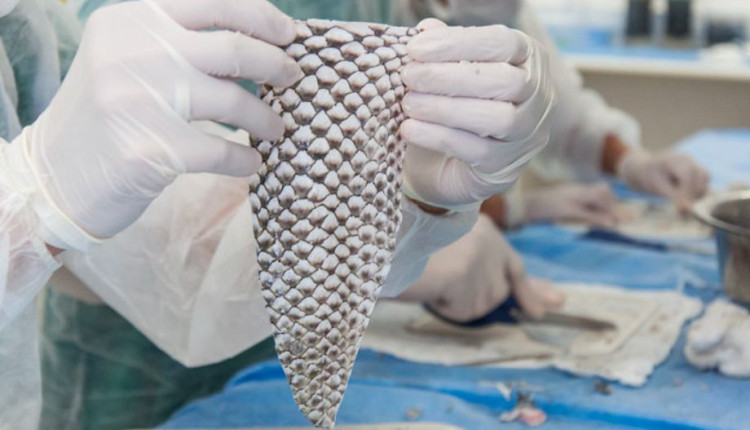 curativo biolOgico a partir da pele de tilApia