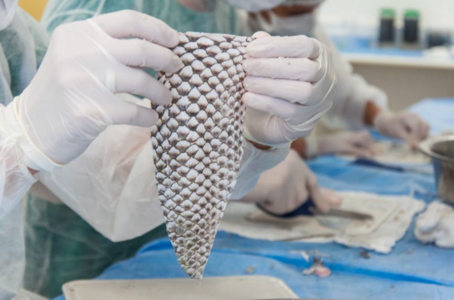 curativo biolOgico a partir da pele de tilApia