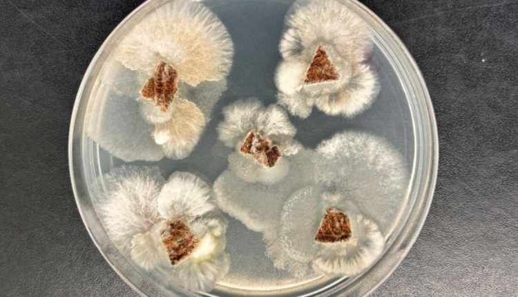 O extrato do fungo foi submetido em um bioensaio em sementes de alface. A foto acima mostra o extrato bruto do fungo Fusarium (em vermelho), inibindo a germinação de sementes de dicotiledônea (alface).