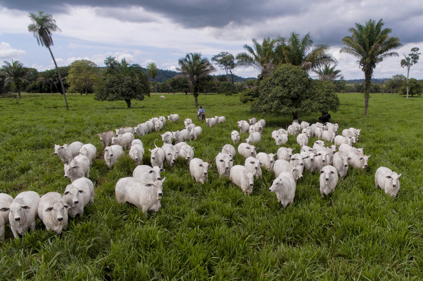 Como lucrar até 1,5 arroba extra por cabeça apenas ajustando o cocho nas águas