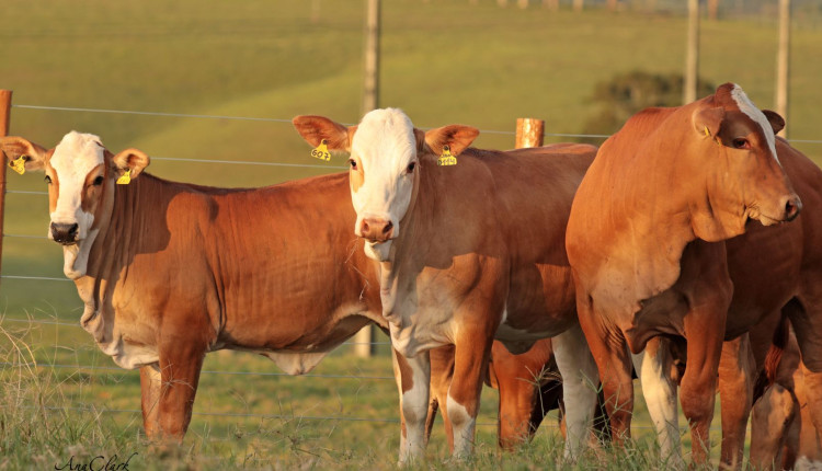gado simental simbrasil fotao - bezerros
