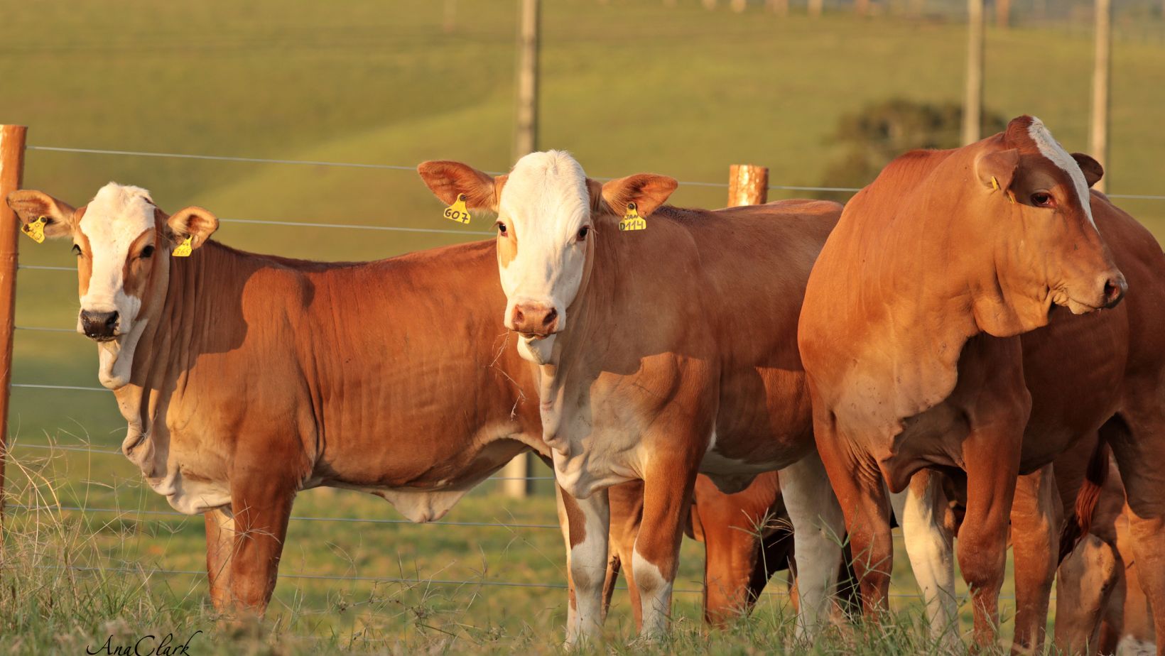 gado simental simbrasil fotao - bezerros