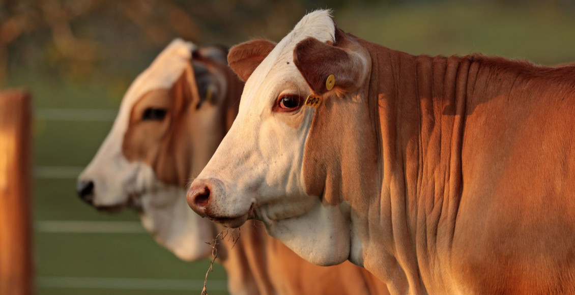 gado simental simbrasil fotao - bezerros close