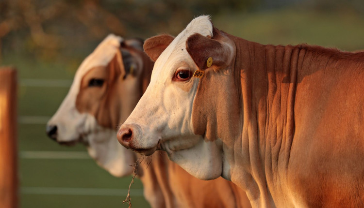 gado simental simbrasil fotao - bezerros close