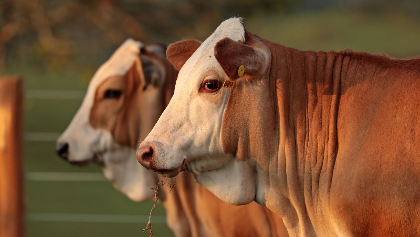 gado simental simbrasil fotao - bezerros close