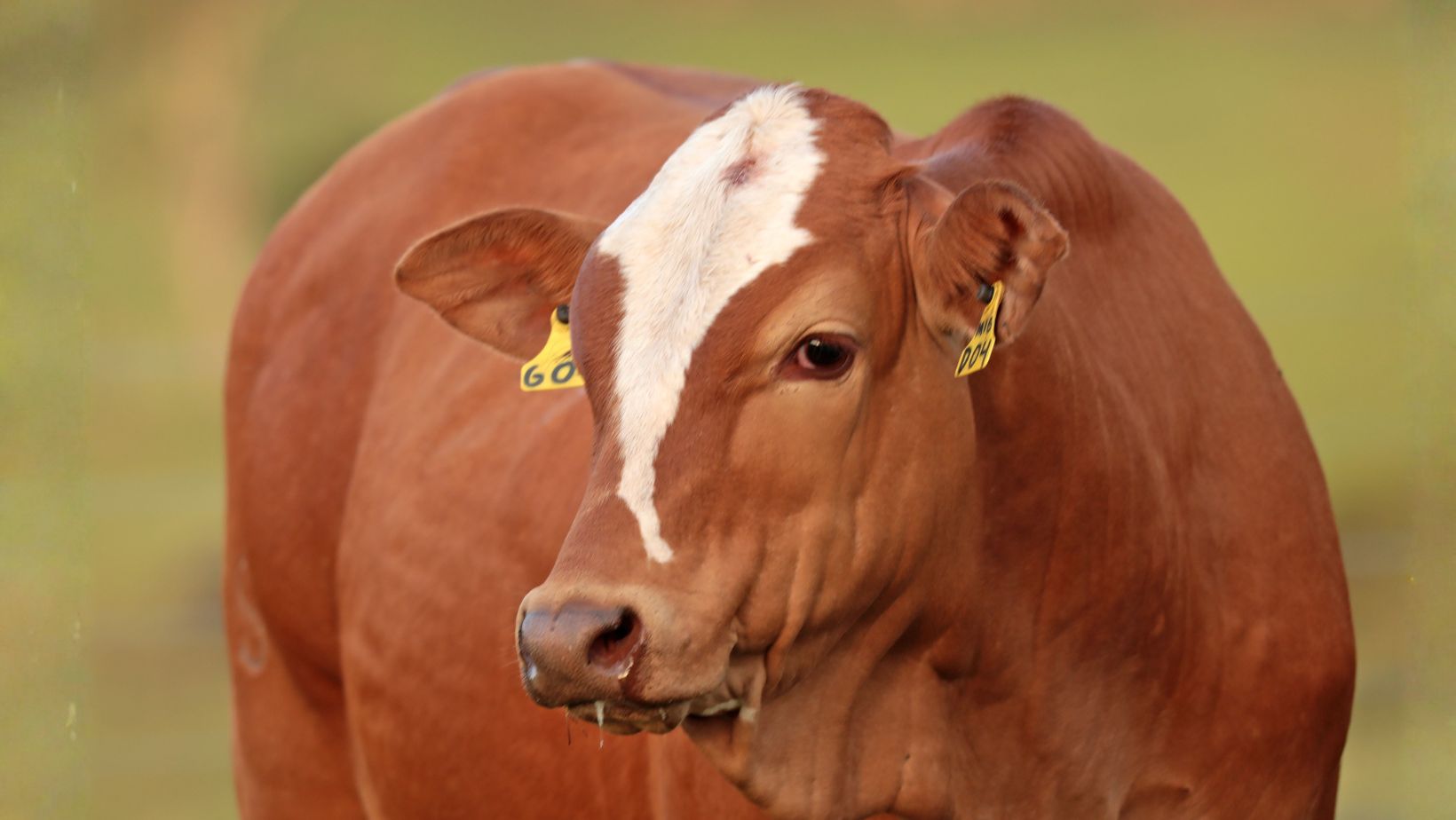 gado simental simbrasil fotao - garrote close 2