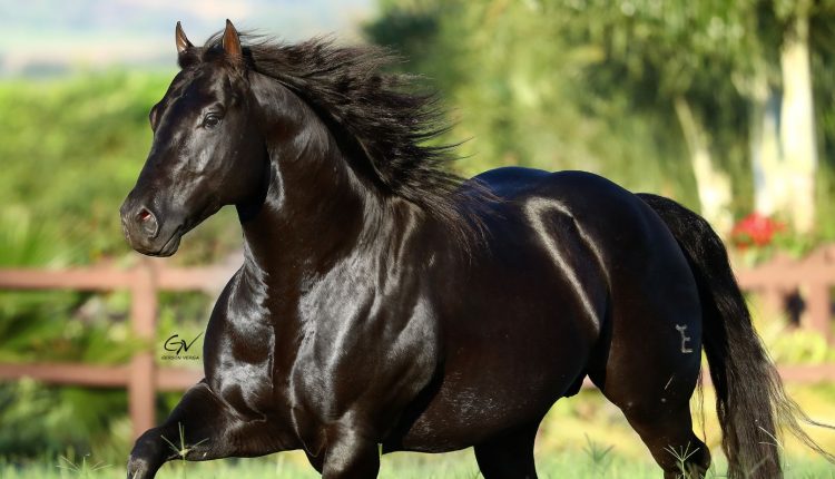 garanhao Quarto de Milha Dark Tag - cavalo preto