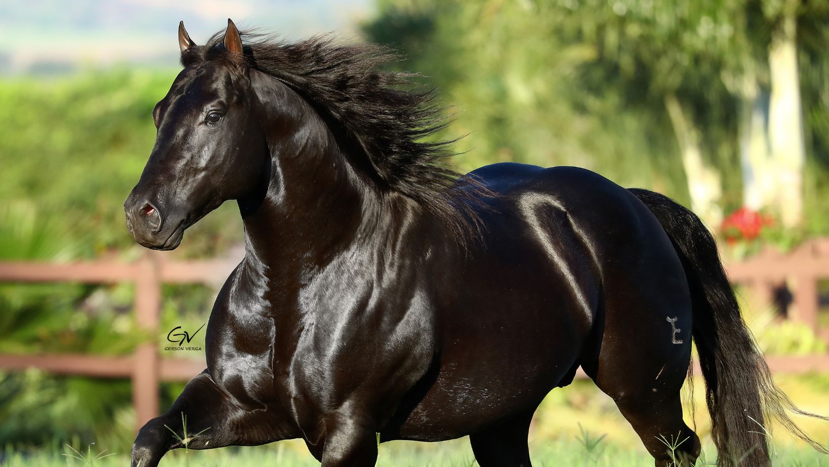 garanhao Quarto de Milha Dark Tag - cavalo preto