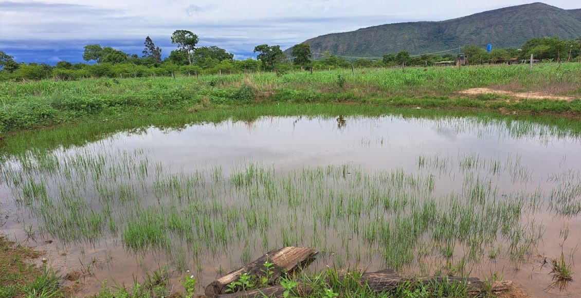 Choveu e o capim voltou a brotar: como manejar o gado para não ter prejuízo?