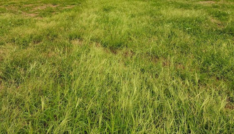 Chuva trouxe as plantas daninhas de volta: como proteger sua lavoura dos prejuízos?