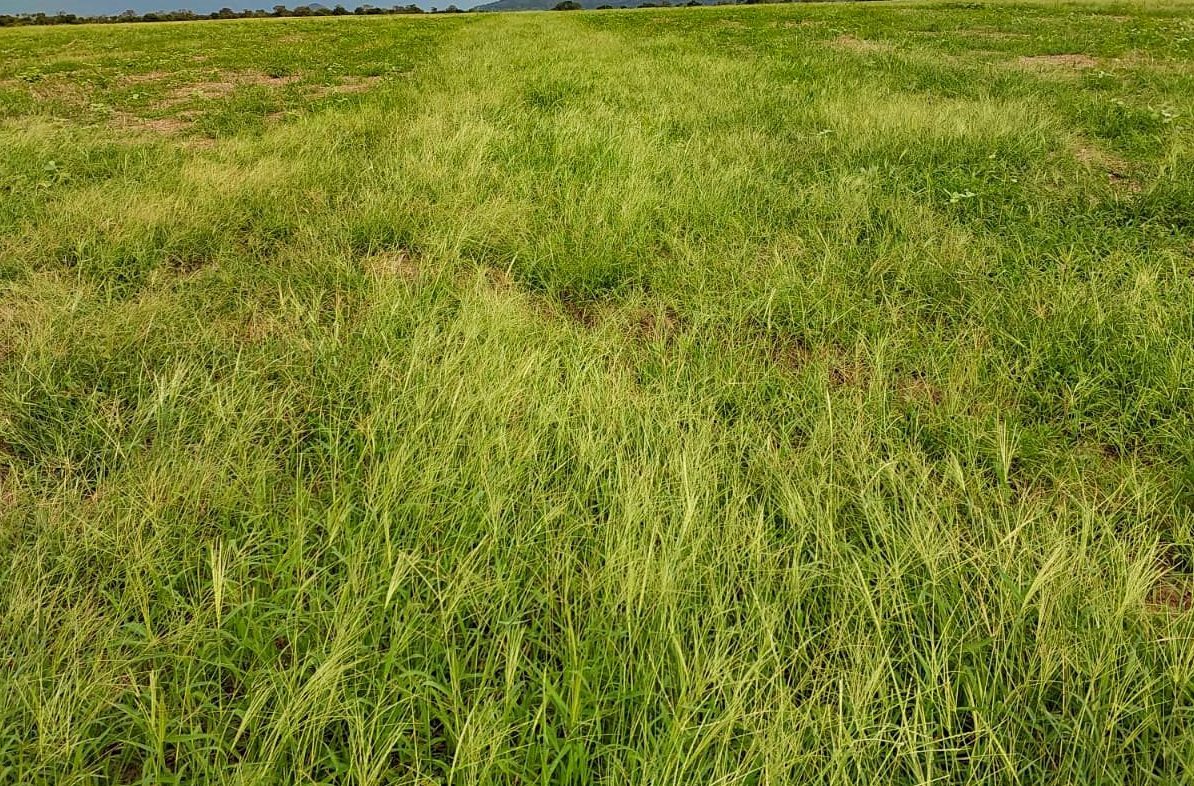 Chuva trouxe as plantas daninhas de volta: como proteger sua lavoura dos prejuízos?