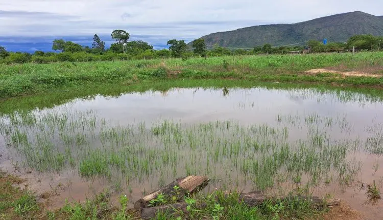 Choveu e o capim voltou a brotar: como manejar o gado para não ter prejuízo?