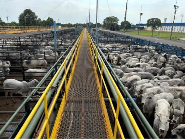 circuito nelore de qualidade