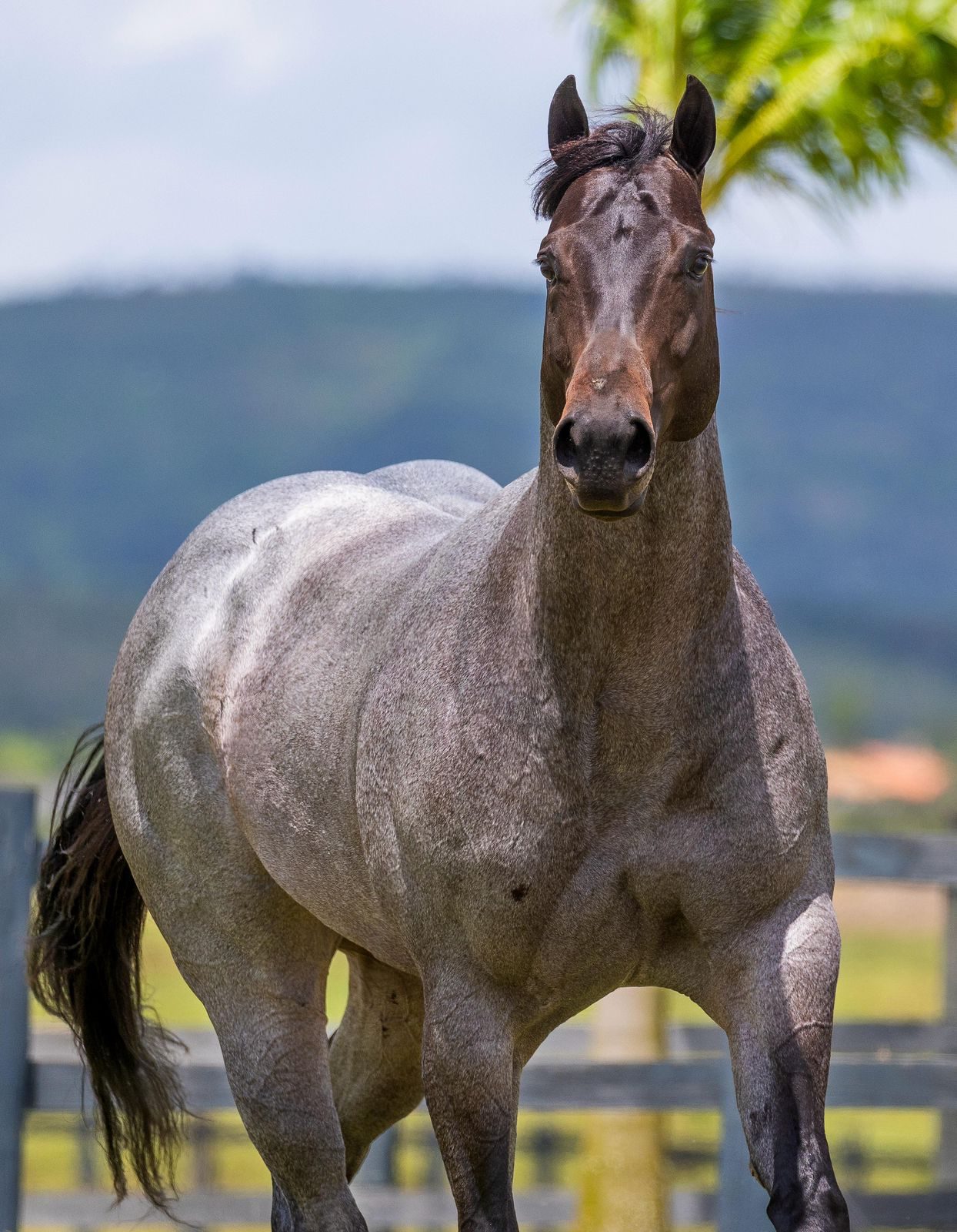 Leilão Cafula Experience 10 Anos
