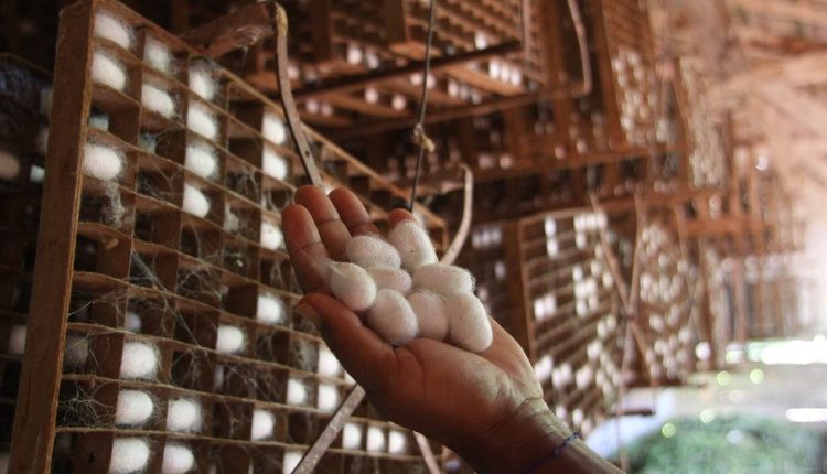Como o Brasil se tornou um dos gigantes mundiais na produção de seda