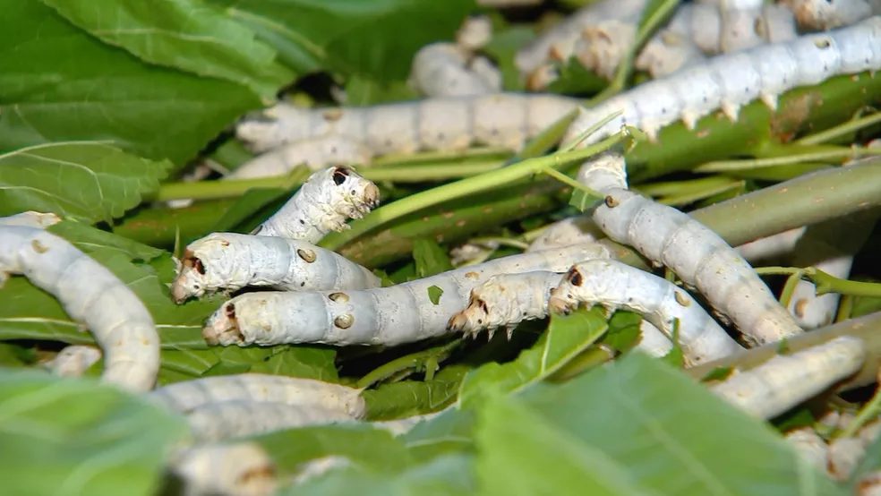 Como o Brasil se tornou um dos gigantes mundiais na produção de seda