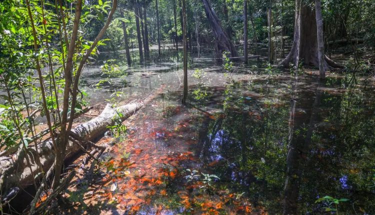 Dinossauros viveram na Amazônia, descobrem pesquisadores de Roraima