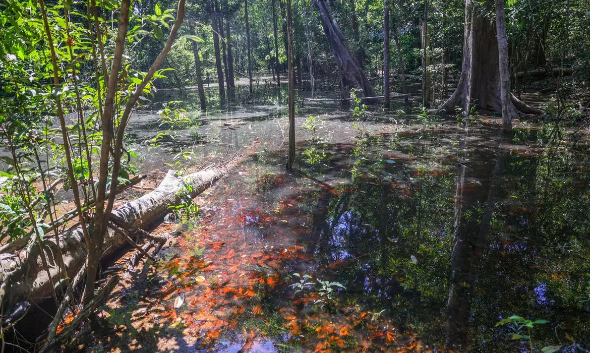 Dinossauros viveram na Amazônia, descobrem pesquisadores de Roraima