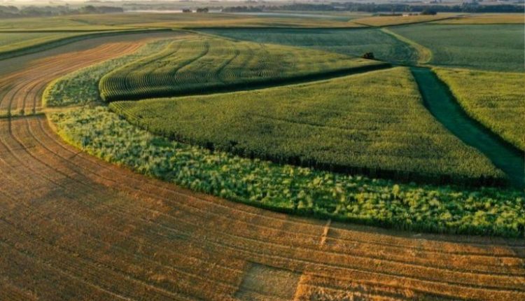 Parceria entre Mad Ag e Whole Foods investe na reintrodução da vida selvagem em fazendas