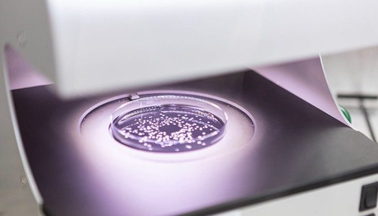 Syngenta e Amoéba firmam acordo para desenvolver biofungicida