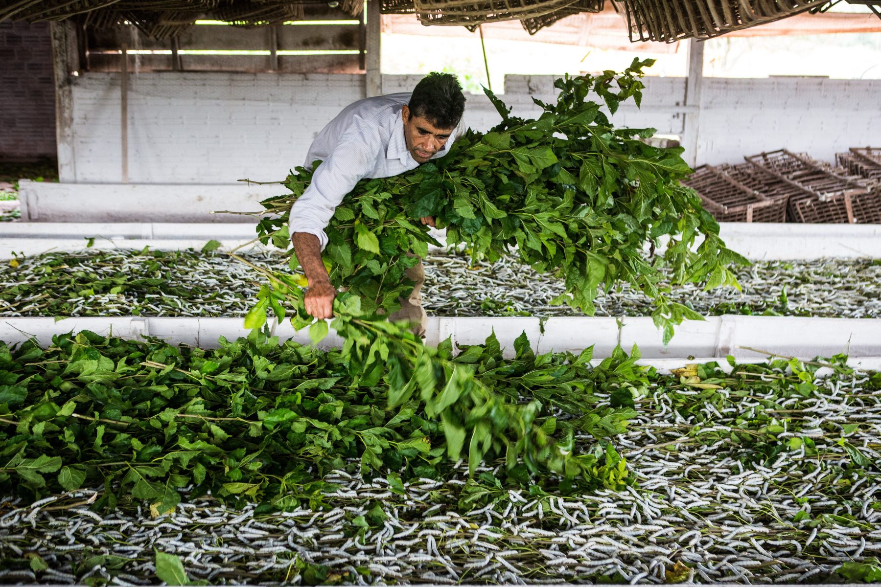 Como o Brasil se tornou um dos gigantes mundiais na produção de seda
