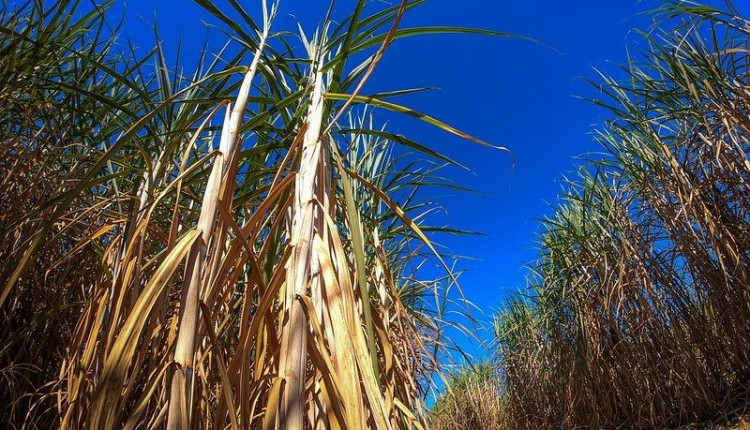 Manejo de plantas daninhas após a seca é chave para canaviais mais produtivos