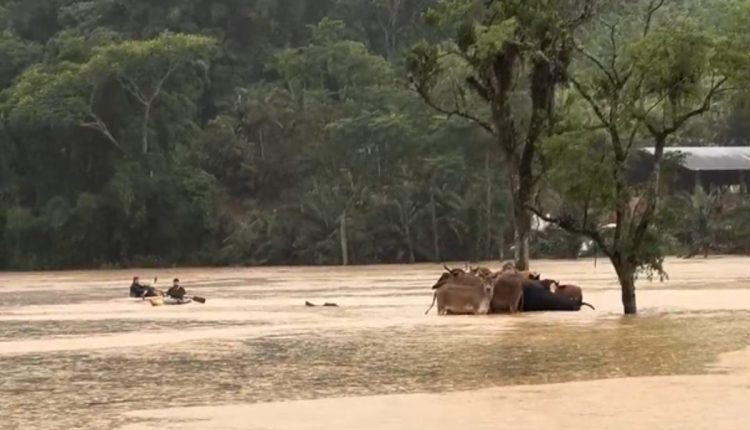 Moradores utilizam caiaques para salvar rebanho de gado durante cheia em SC: Vídeo