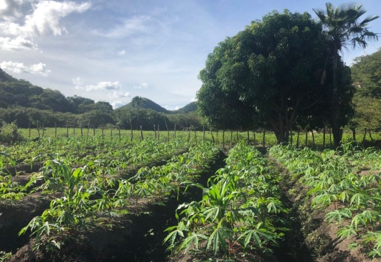 Agricultores denunciam cobrança por kits de irrigação; SAF alerta para golpe