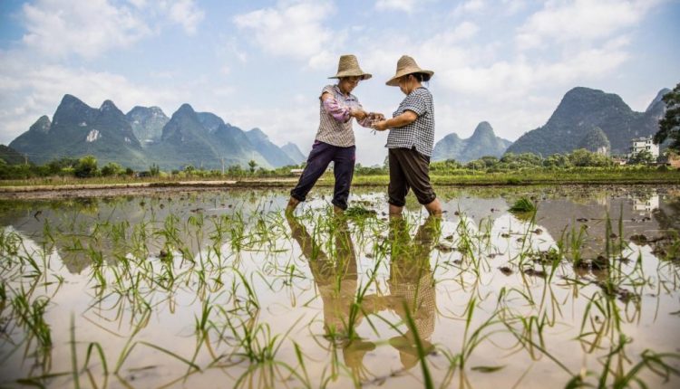 Shennong: Como um imperador da China antiga moldou a história do agro e salvou a humanidade