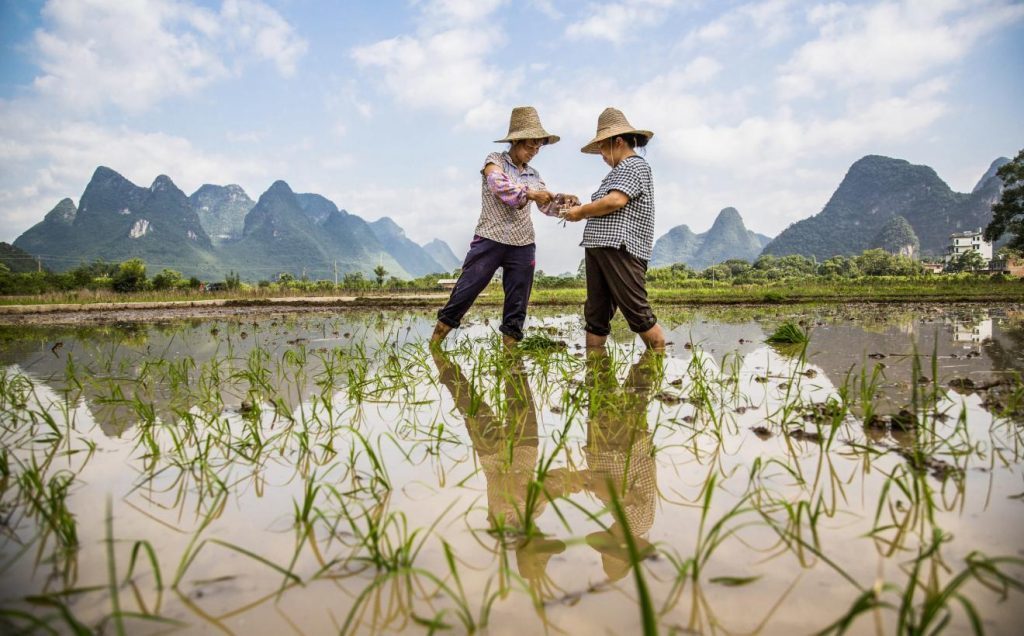 Shennong: Como um imperador da China antiga moldou a história do agro e salvou a humanidade