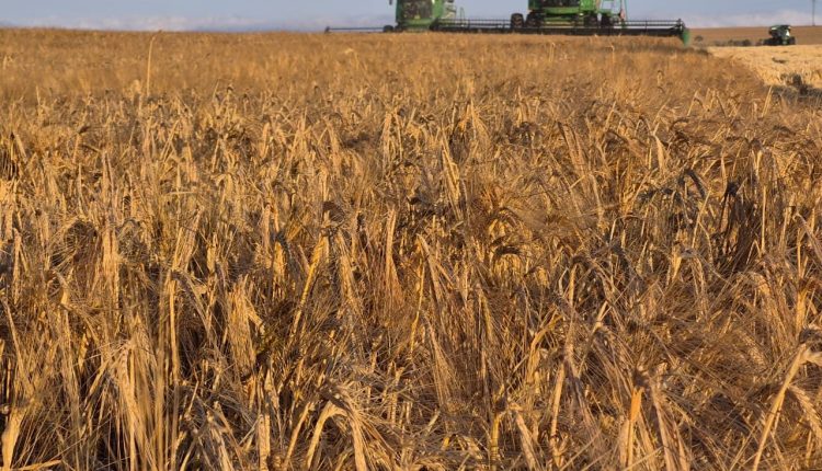 Capal colhe 58,7 mil toneladas de cevada, supera expectativas e comemora qualidade superior