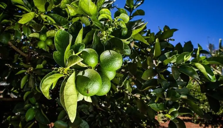 Combinação de chuva e altas temperaturas aumentam riscos de doenças na citricultura