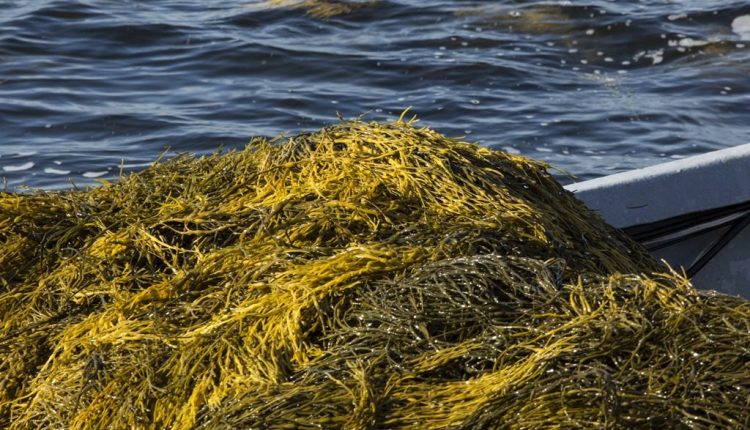 Alga marinha eleva produtividade e resistência das videiras, racionalizando uso de insumos químicos