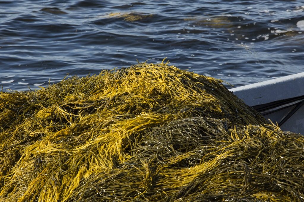 Alga marinha eleva produtividade e resistência das videiras, racionalizando uso de insumos químicos