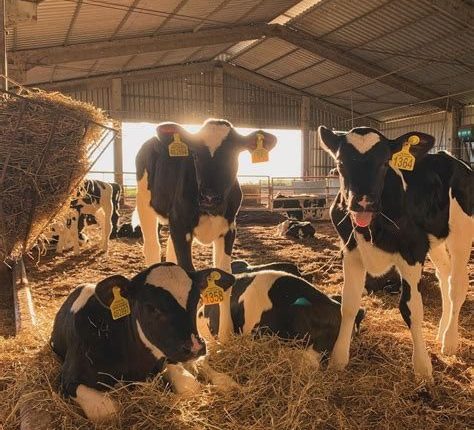 11.500 litros por dia com menos de 300 vacas: Conheça a Fazenda Santa Elmira