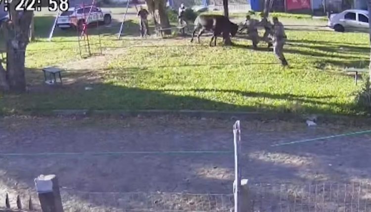 Touro é morto pela polícia após atacar pedestres em Porto Alegre