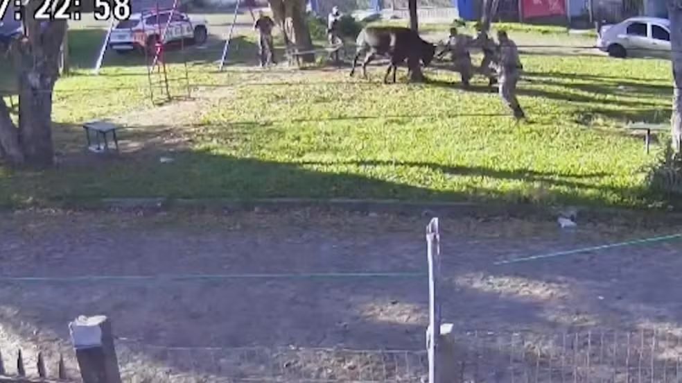 Touro é morto pela polícia após atacar pedestres em Porto Alegre