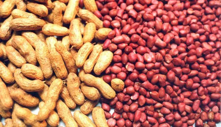 Amendoim deixa de ser vilão e vira o novo aliado de quem quer crescer no treino