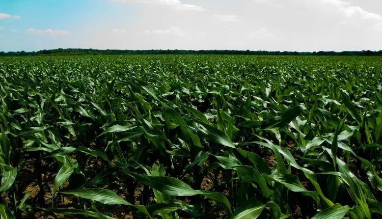 Plantas daninhas dificultam manejo, provocam estresse hídrico e competem por nutrientes